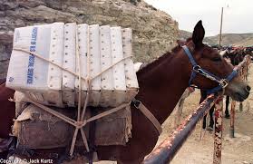 Mule Delivering Mail
